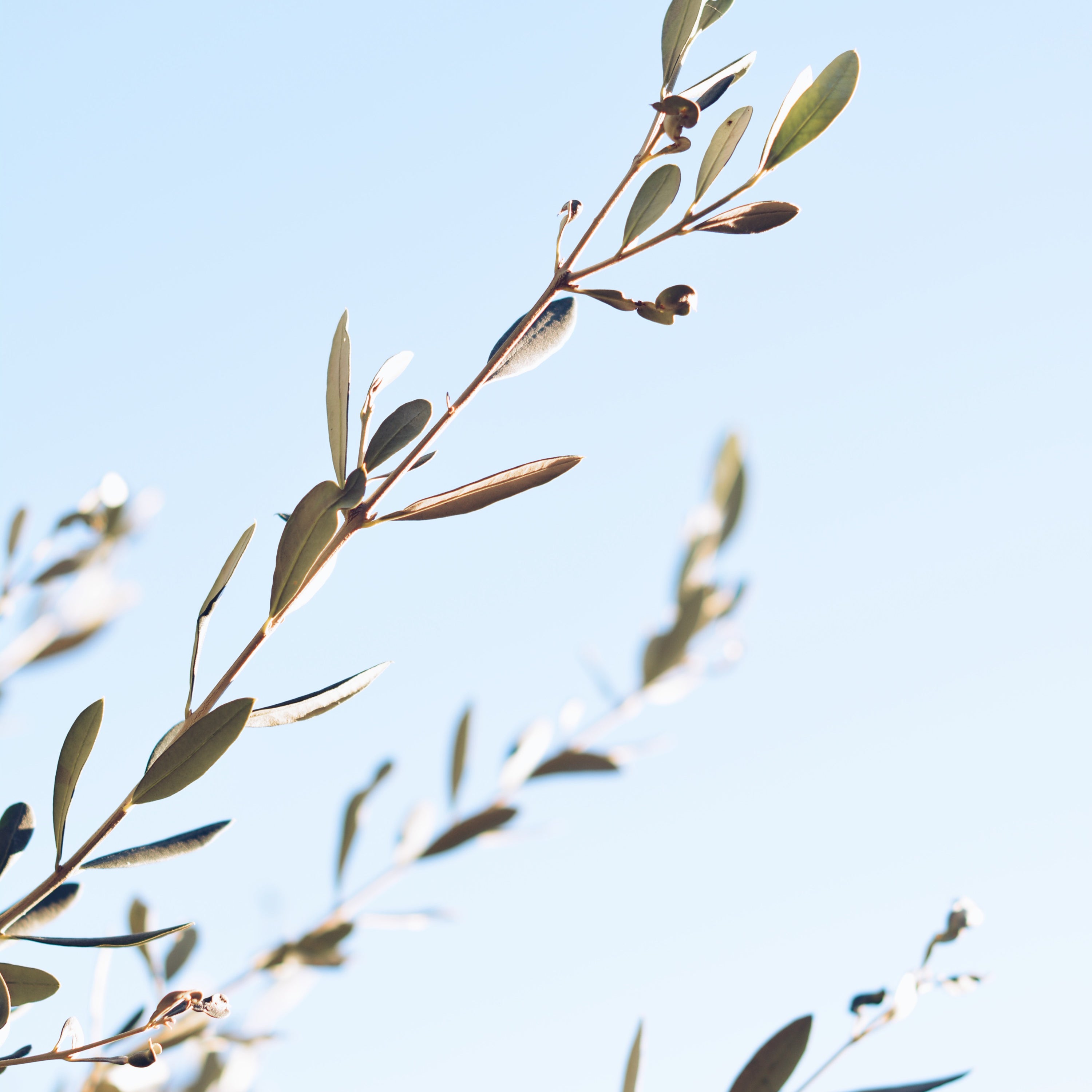 olive branches with a background of the blue sky