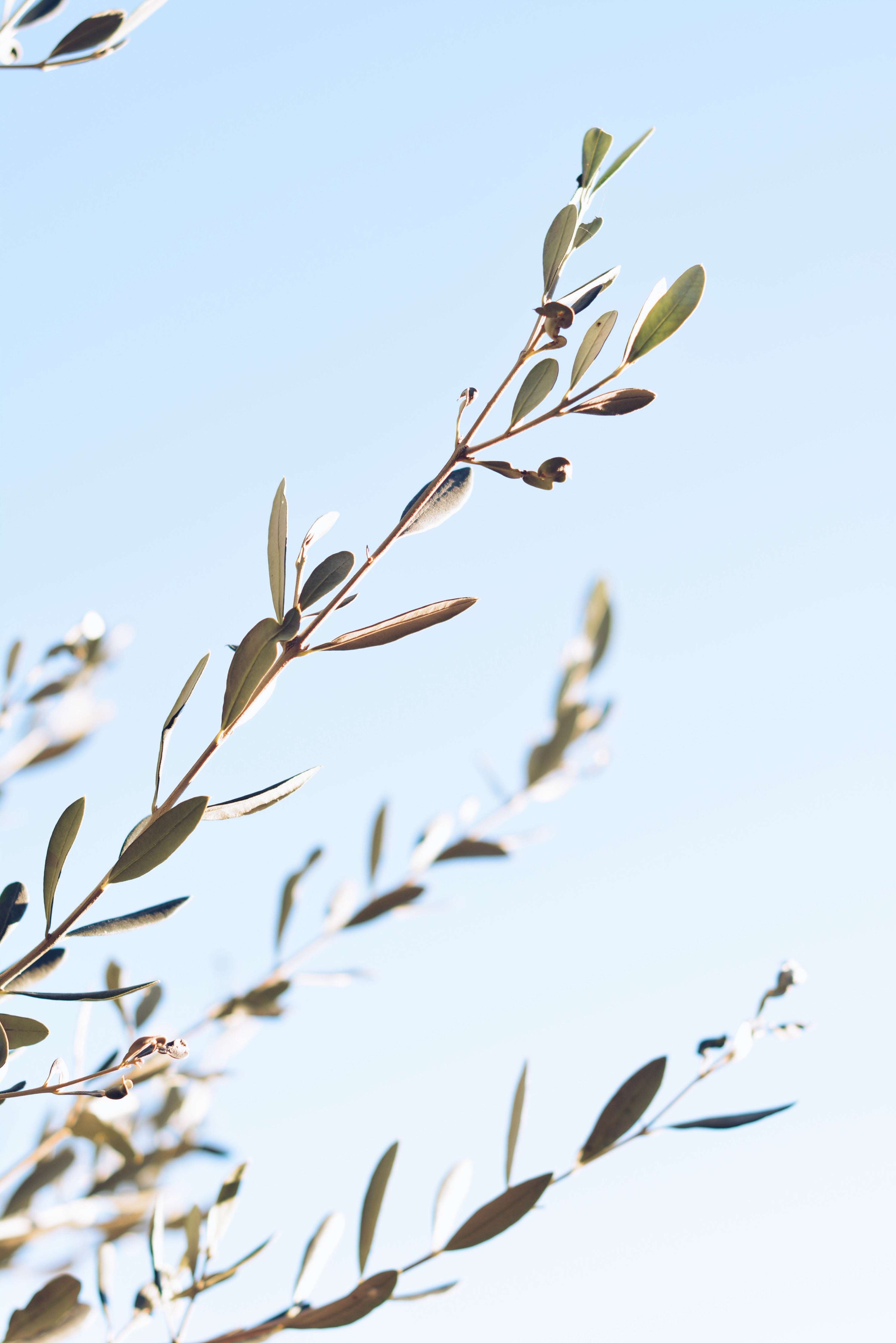 olive branches with a background of the blue sky