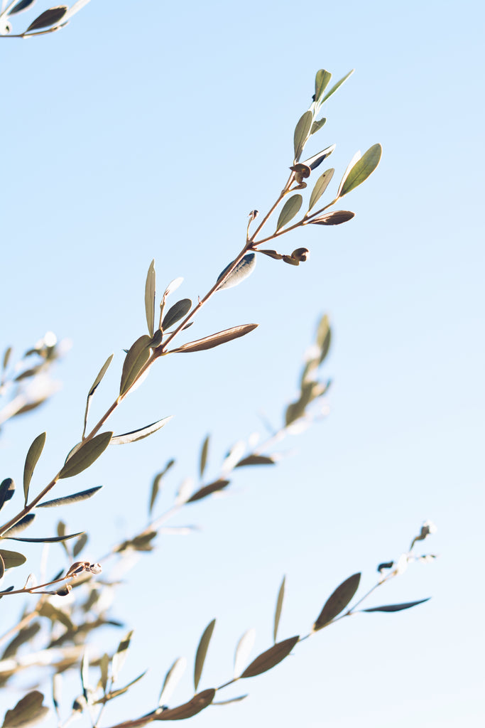 olive branches with a background of the blue sky